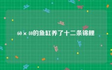 60×40的鱼缸养了十二条锦鲤
