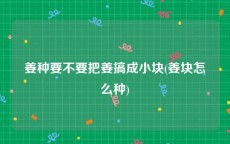姜种要不要把姜搞成小块(姜块怎么种)