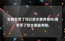 生姜发芽了可以放水里养着吗(姜发芽了放水里能养吗)