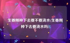 生姜刚种下去要不要浇水(生姜刚种下去要浇水吗)