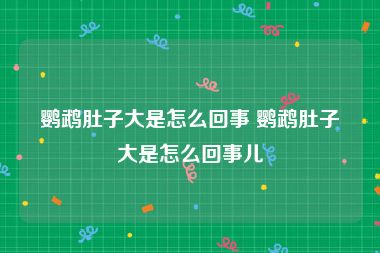 鹦鹉肚子大是怎么回事 鹦鹉肚子大是怎么回事儿