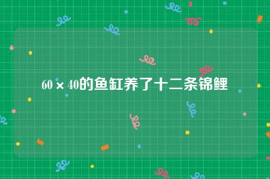 60×40的鱼缸养了十二条锦鲤